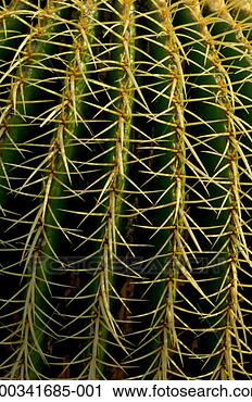 Stock Photography - close-up of cactus 
spines on golden 
barrel cactus. 
fotosearch - search 
stock photos, 
pictures, images, 
and photo clipart