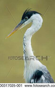 Stock Photography - cocoi heron (ardea 
cocoi), close-up. 
fotosearch - search 
stock photos, 
pictures, images, 
and photo clipart