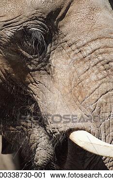 Stock Photography - elephant (loxodonta 
africana) cow, 
close-up of eye. 
fotosearch - search 
stock photos, 
pictures, images, 
and photo clipart