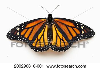 Stock Photography - female monarch 
butterfly, two 
hours after emerging 
from chrysalis. 
fotosearch - search 
stock photos, 
pictures, images, 
and photo clipart