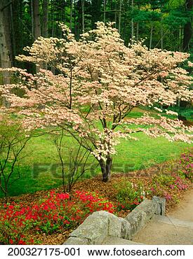 Stock Photography - flowering dogwood 
(cornus florida) 
and azaleas in 
garden, spring. 
fotosearch - search 
stock photos, 
pictures, images, 
and photo clipart