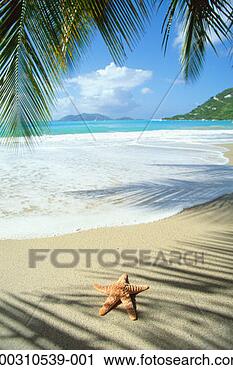 Stock Photography - grenada, starfish 
and shadows of 
palm trees on 
beach. fotosearch 
- search stock 
photos, pictures, 
images, and photo 
clipart