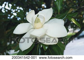 Stock Photography - magnolia blossom 
(magnolia grandiflora), 
close-up. fotosearch 
- search stock 
photos, pictures, 
images, and photo 
clipart