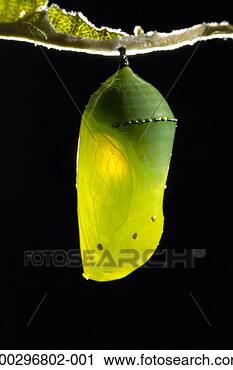 Stock Photography - monarch butterfly 
chrysalis, two 
days into cycle, 
close-up, backlit. 
fotosearch - search 
stock photos, 
pictures, images, 
and photo clipart