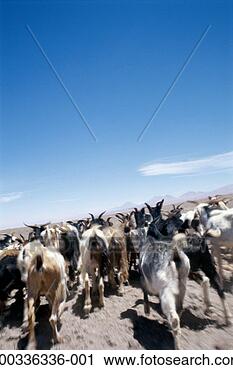 Stock Photography - mountain goats 
on mountainside, 
rear view. fotosearch 
- search stock 
photos, pictures, 
images, and photo 
clipart