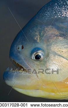 Stock Photography - piranha fish (serrasalmus 
sp), close-up. 
fotosearch - search 
stock photos, 
pictures, images, 
and photo clipart