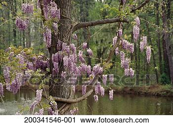 Stock Photography - purple wisteria 
(wisteria sinensis). 
fotosearch - search 
stock photos, 
pictures, images, 
and photo clipart