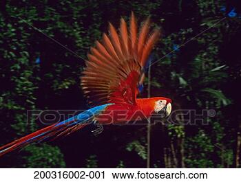 Stock Photography - scarlet macaw 
(ara macao) in 
flight, close-up. 
fotosearch - search 
stock photos, 
pictures, images, 
and photo clipart