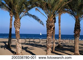 Stock Photography - spain, alicante, 
arenal beach, 
yacht at sea, 
view through palm 
trees. fotosearch 
- search stock 
photos, pictures, 
images, and photo 
clipart