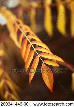 Stock Photography - staghorn sumac 
(rhus typhina) 
leaves, close-up. 
fotosearch - search 
stock photos, 
pictures, images, 
and photo clipart