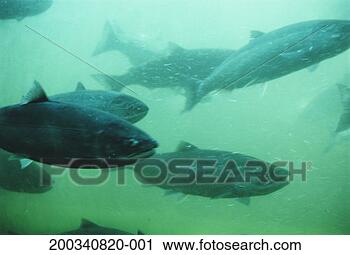 Stock Photography - underwater view 
of spawning sockeye 
salmon (oncorhynchus 
nerka). fotosearch 
- search stock 
photos, pictures, 
images, and photo 
clipart