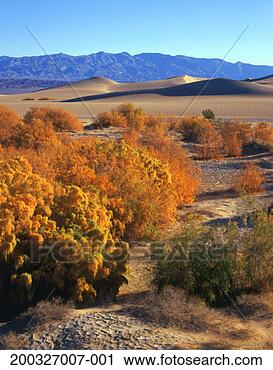 Stock Photography - usa, california, 
death valley np, 
mesquite flat 
dunes, saltbush. 
fotosearch - search 
stock photos, 
pictures, images, 
and photo clipart