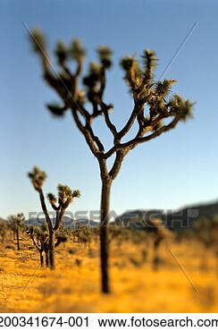 Stock Photography - usa, california, 
joshua tree national 
park, joshua tree. 
fotosearch - search 
stock photos, 
pictures, images, 
and photo clipart