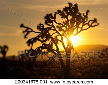 Stock Photography - usa, california, 
joshua tree national 
park, joshua tree, 
sunset. fotosearch 
- search stock 
photos, pictures, 
images, and photo 
clipart