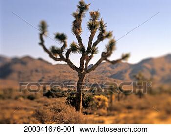 Stock Photography - usa, california, 
joshua tree national 
park, joshua tree. 
fotosearch - search 
stock photos, 
pictures, images, 
and photo clipart
