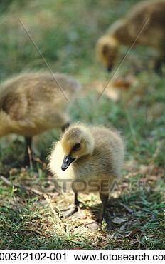 Stock Photography - canada goose (branta 
canadensis) goslings, 
close-up. fotosearch 
- search stock 
photos, pictures, 
images, and photo 
clipart