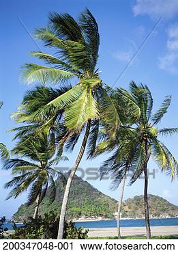 Stock Photography - caribbean, grenada, 
petit-martinique 
islet and palm 
trees. fotosearch 
- search stock 
photos, pictures, 
images, and photo 
clipart