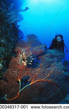Stock Photography - female diver watching 
lionfish by gorgonian 
coral, underwater 
view. fotosearch 
- search stock 
photos, pictures, 
images, and photo 
clipart