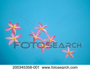 Stock Photography - flower petals 
floating in pool. 
fotosearch - search 
stock photos, 
pictures, images, 
and photo clipart
