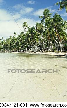 Stock Photography - french polynesia, 
bora bora, palm 
trees and clear 
water on beach. 
fotosearch - search 
stock photos, 
pictures, images, 
and photo clipart