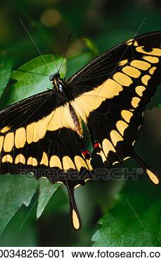 Stock Photography - giant swallowtail 
(papilio cresphontes) 
on leaf, close-up. 
fotosearch - search 
stock photos, 
pictures, images, 
and photo clipart