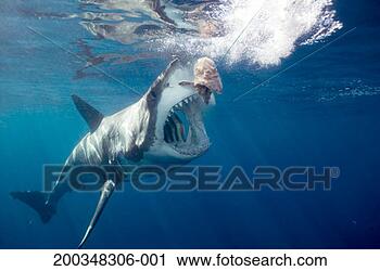 Stock Photography - great white shark 
arching body and 
opening mouth 
for bait (wide-angle). 
fotosearch - search 
stock photos, 
pictures, images, 
and photo clipart