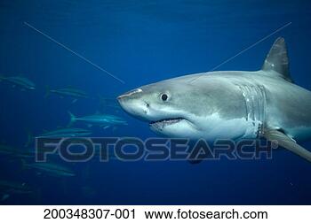 Stock Photography - great white shark 
swimming past 
school of rainbow 
runner (wide-angle). 
fotosearch - search 
stock photos, 
pictures, images, 
and photo clipart