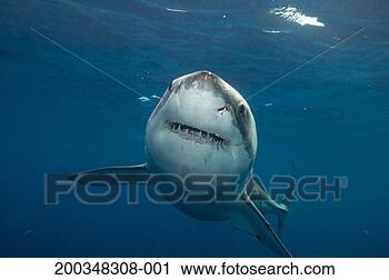 Stock Photography - great white shark, 
close-up, underwater 
view (wide-angle). 
fotosearch - search 
stock photos, 
pictures, images, 
and photo clipart