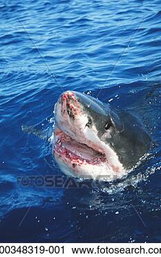 Stock Photography - great white shark 
lunging out of 
water in pursuit 
of bait, close-up. 
fotosearch - search 
stock photos, 
pictures, images, 
and photo clipart