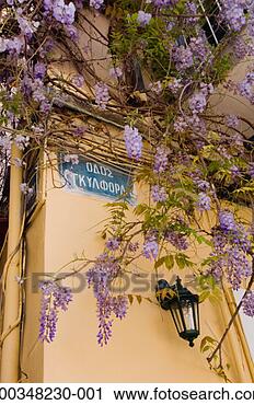 Stock Photography - greece, corfu 
island, corfu, 
wisteria growing 
on building, around 
sign. fotosearch 
- search stock 
photos, pictures, 
images, and photo 
clipart