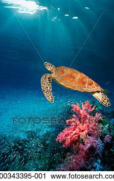 Stock Photography - green turtle (chelonia 
mydas) (digital 
composite). fotosearch 
- search stock 
photos, pictures, 
images, and photo 
clipart