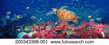 Stock Photography - green turtle (chelonia 
mydas) (digital 
composite). fotosearch 
- search stock 
photos, pictures, 
images, and photo 
clipart