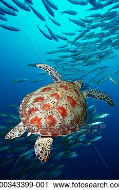 Stock Photography - green turtle (chelonia 
mydas) and bigeye 
snappers (digital 
composite). fotosearch 
- search stock 
photos, pictures, 
images, and photo 
clipart
