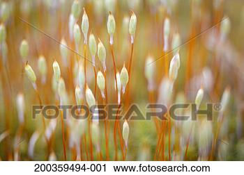Stock Photography - haircap moss (polytrichum 
sp) spores, close-up. 
fotosearch - search 
stock photos, 
pictures, images, 
and photo clipart