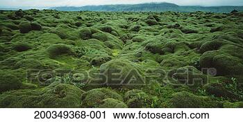 Stock Photography - iceland, kirkjubaejarklaustur, 
moss covered lava 
fields of eldhraun. 
fotosearch - search 
stock photos, 
pictures, images, 
and photo clipart