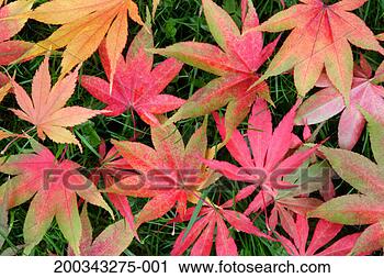 Stock Photography - japanese maple 
leaves (acer palmatum) 
on ground, elevated 
view. fotosearch 
- search stock 
photos, pictures, 
images, and photo 
clipart