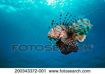 Stock Photography - lionfish (pterois 
volitans). fotosearch 
- search stock 
photos, pictures, 
images, and photo 
clipart