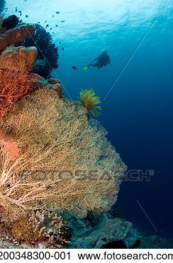 Stock Photography - mature female 
diver swimming 
above giant gorgonia 
fan and soft coral. 
fotosearch - search 
stock photos, 
pictures, images, 
and photo clipart