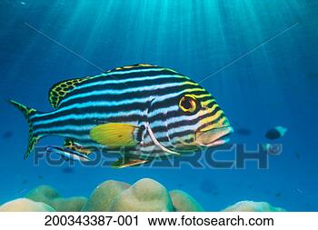 Stock Photography - oriental sweetlips 
(plectorhinchus 
vittatus) with 
cleaner wrasse. 
fotosearch - search 
stock photos, 
pictures, images, 
and photo clipart