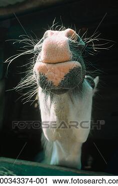 Stock Photography - pony, close-up 
of muzzle, low 
angle view. fotosearch 
- search stock 
photos, pictures, 
images, and photo 
clipart
