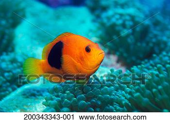 Stock Photography - red saddleback 
anemonefish (amphiprion 
ephippium). fotosearch 
- search stock 
photos, pictures, 
images, and photo 
clipart