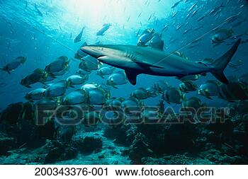 Stock Photography - silky shark (carcharhinus 
falsiformis) (digital 
composite). fotosearch 
- search stock 
photos, pictures, 
images, and photo 
clipart