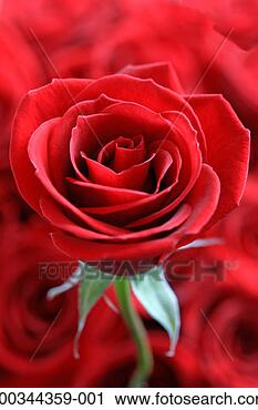 Stock Photography - single red rose 
(rosa sp) red 
roses in background, 
close-up. fotosearch 
- search stock 
photos, pictures, 
images, and photo 
clipart