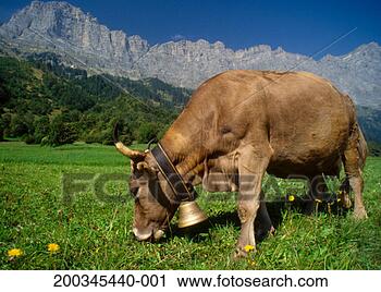 Stock Photography - switzerland, dairy 
cow grazing, side 
view, summer. 
fotosearch - search 
stock photos, 
pictures, images, 
and photo clipart