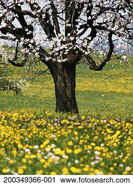 Stock Photography - switzrland, zurich, 
cherry tree blossoming 
in meadow. fotosearch 
- search stock 
photos, pictures, 
images, and photo 
clipart