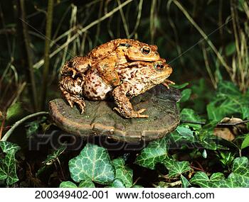 Stock Photography - two common toads 
(bufo bufo) mating 
on fungus, close-up. 
fotosearch - search 
stock photos, 
pictures, images, 
and photo clipart