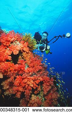 Stock Photography - young male diver 
with camera by 
mound of soft 
corals and feather 
star. fotosearch 
- search stock 
photos, pictures, 
images, and photo 
clipart
