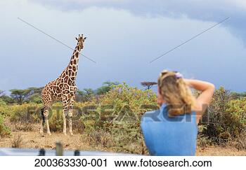 Stock Photography - africa, kenya, 
samburu national 
park, woman photographing 
giraffe. fotosearch 
- search stock 
photos, pictures, 
images, and photo 
clipart