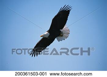 Stock Photography - bald eagle (haliaeetus 
leucocephalus) 
in flight. fotosearch 
- search stock 
photos, pictures, 
images, and photo 
clipart