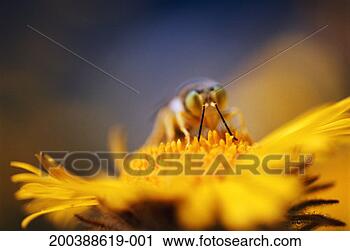 Stock Photography - bee pollinating 
alpine hulsea 
(hulsea algida) 
close-up. fotosearch 
- search stock 
photos, pictures, 
images, and photo 
clipart